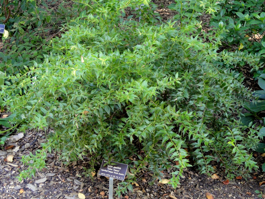 Florida Leucothoe (Agarista populifolia)